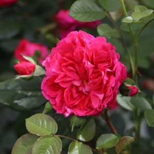 DEEP LOVE (climber)